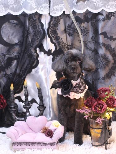 20231003ピピちゃん